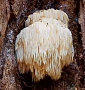 Mushroom Trinity Tincture - Wapsi Wild Root Remedies