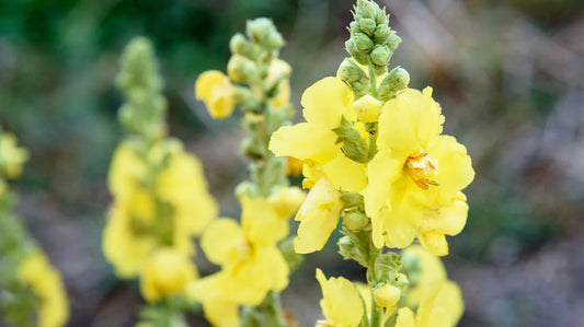 MULLEIN TINCTURE - Wapsi Wild Root Remedies