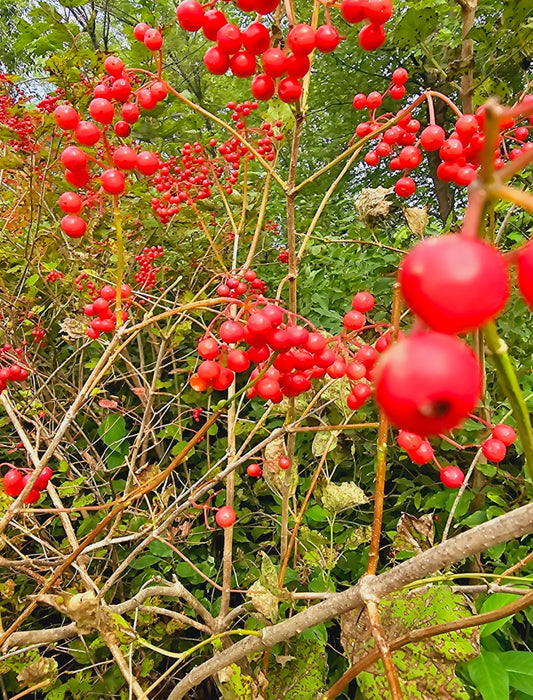 Wapsi WildRoot Remedies
Cramp Bark Tincture (Viburnum opulus) - Wapsi Wild Root Remedies