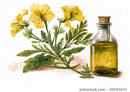 EVENING PRIMROSE - Wapsi Wild Root Remedies