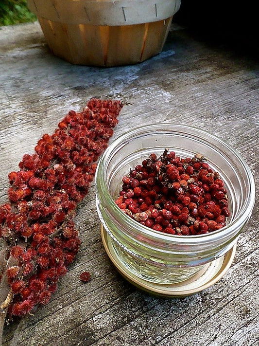 Sumac (staghorn) Dual-Extract Full Spectrum Tincture - Wapsi Wild Root Remedies