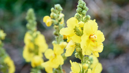 MULLEIN TINCTURE - Wapsi Wild Root Remedies