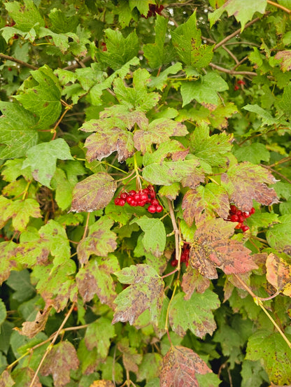Wapsi WildRoot Remedies
Cramp Bark Tincture (Viburnum opulus) - Wapsi Wild Root Remedies