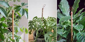 Electroculture Garden Sticks – Copper Energy Boosters for Plants 🌿⚡